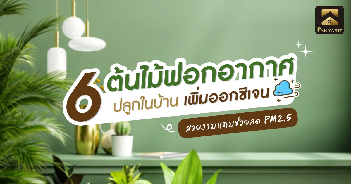 6 ต้นไม้ฟอกอากาศ ปลูกในบ้าน เพิ่มออกซิเจน สวยงามแถมช่วยลด PM2.5