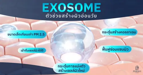 Exosome คืออะไร? ช่วยอะไรบ้าง?