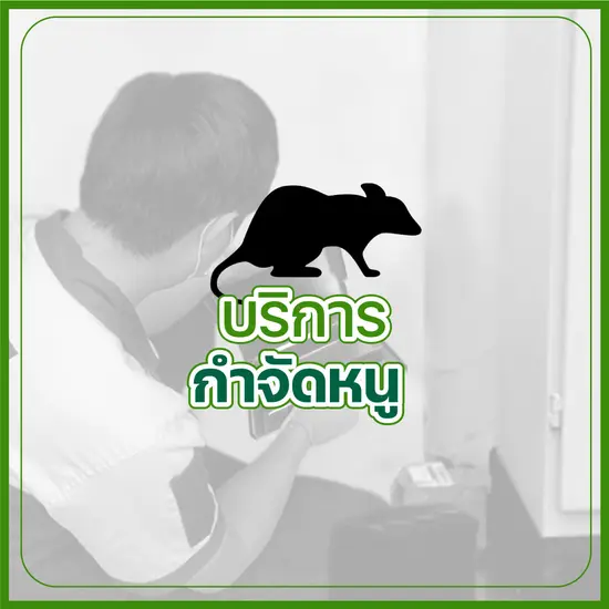 บริการกำจัดหนู บริการกำจัดหนู