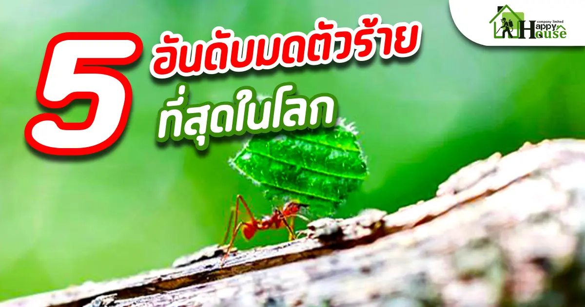 5อันดับมดตัวร้ายที่สุดในโลก