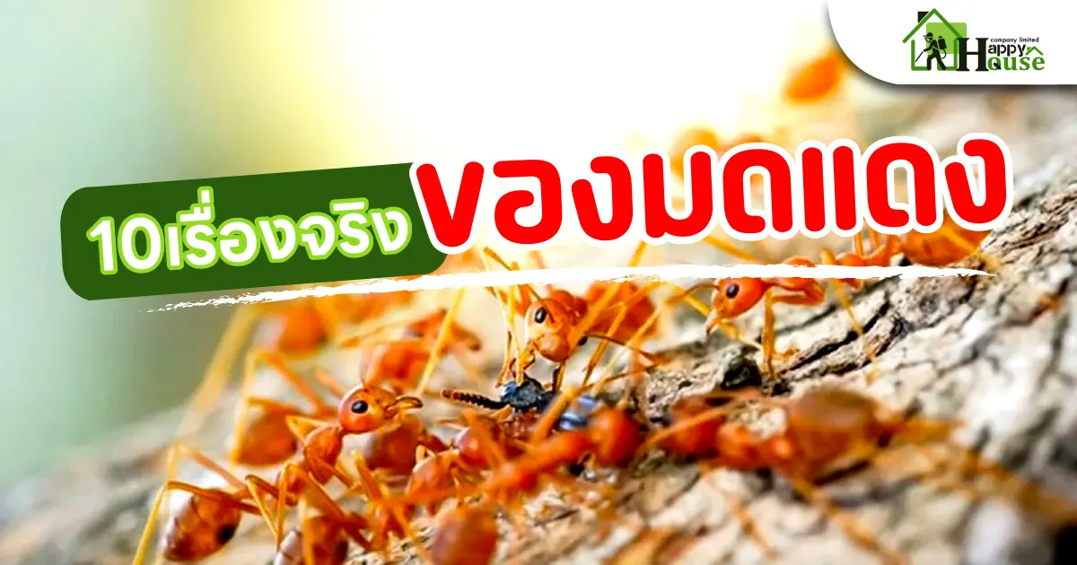 10เรื่องจริง ของมดแดง