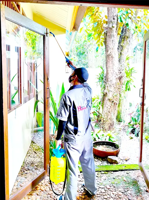 除-预防白蚁服务