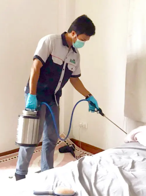 除-预防白蚁服务