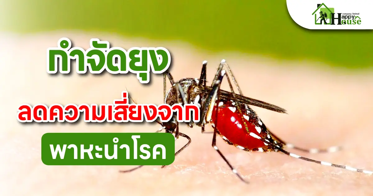 กำจัดยุง ลดความเสี่ยงพาหะนำโรค กำจัดยุง ลดความเสี่ยงพาหะนำโรค