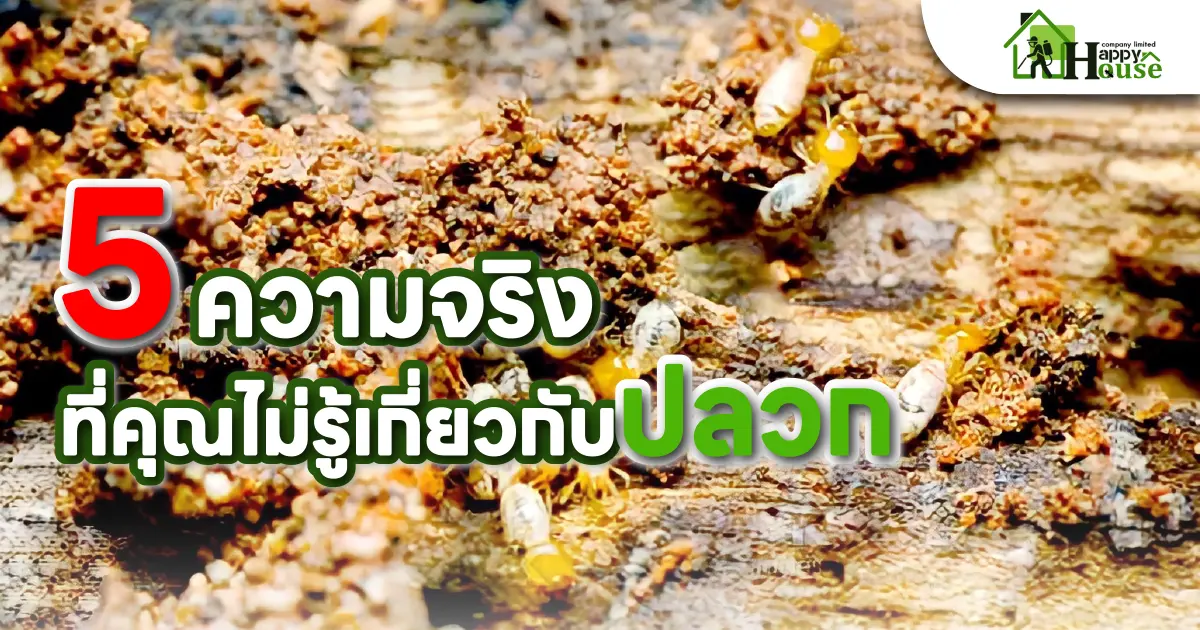 5ความจริงที่คุณไม่รู้เกี่ยวกับปลวก