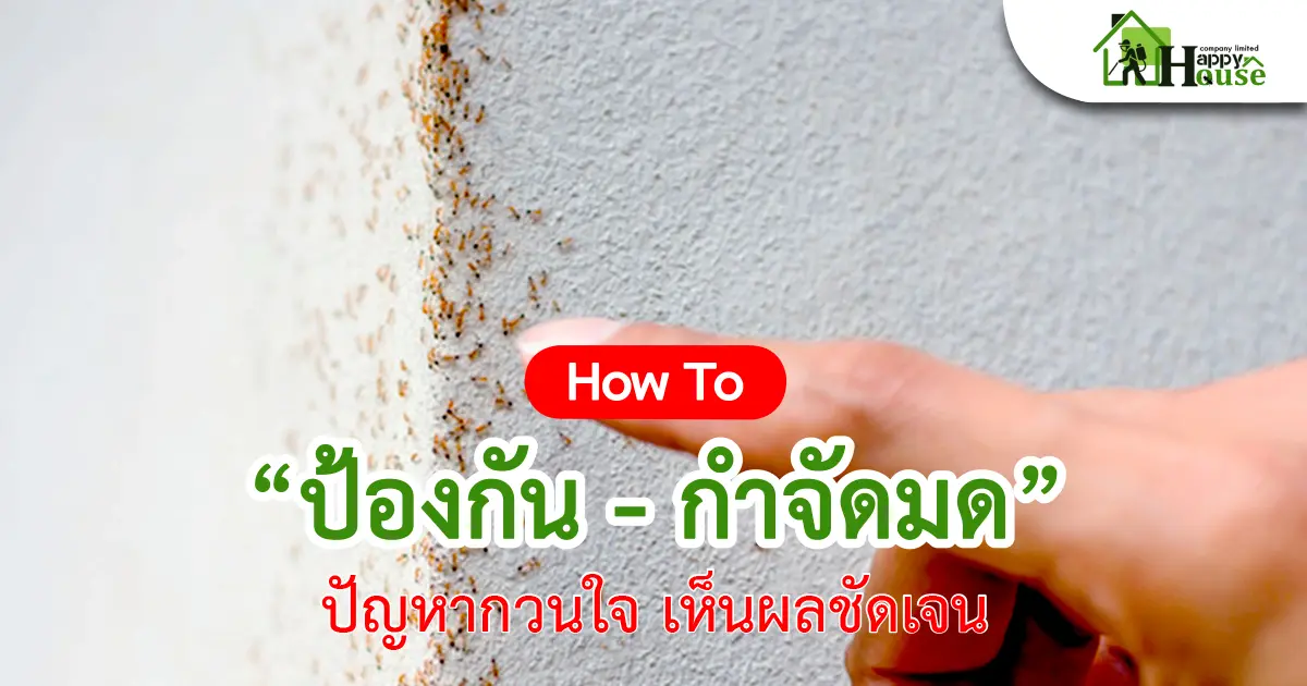 How To  "ป้องกัน - กำจัดมด"  ปัญหากวนใจ เห็นผลชัดเจน How To  "ป้องกัน - กำจัดมด"  ปัญหากวนใจ เห็นผลชัดเจน