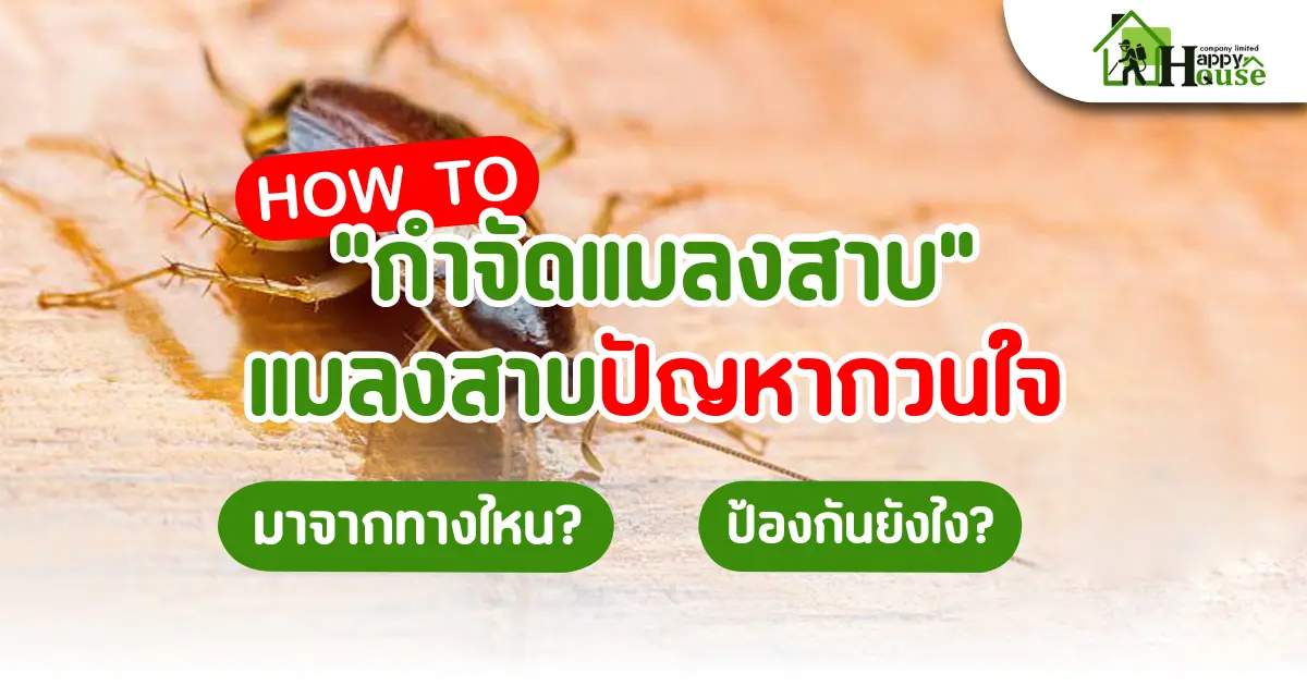 How to "กำจัดแมลงสาบ" แมลงสาบปัญหากวนใจ