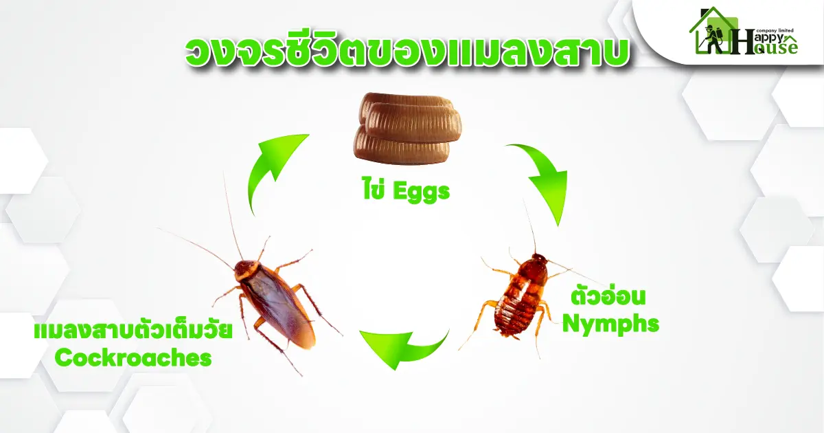 วงจรชีวิตของแมลงสาบ