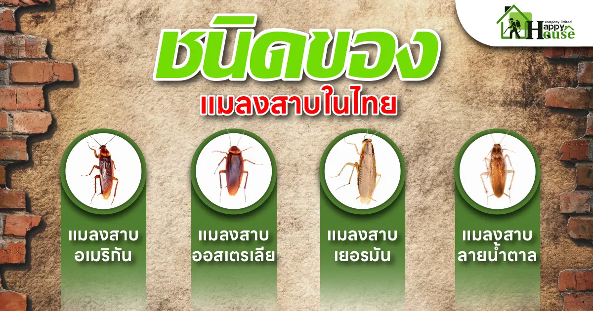 ชนิดของแมลงสาบ