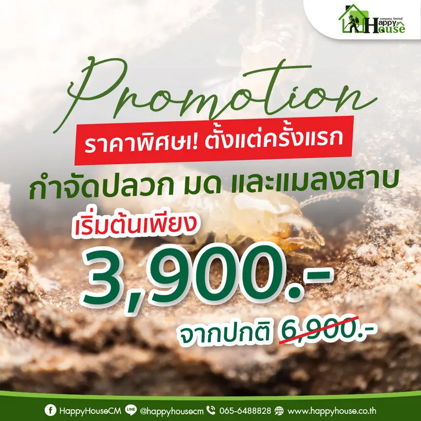 การกำจัดปลวก มด และแมลงสาบ ราคาพิเศษ! ตั้งแต่ครั้งแรก