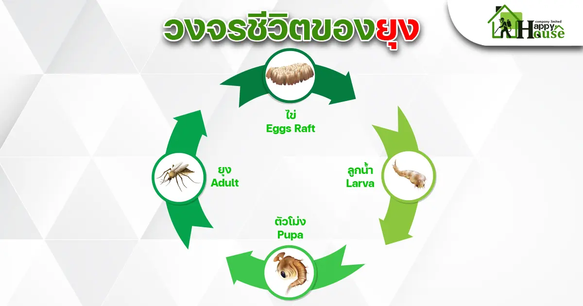 วงจรชีวิตของยุง