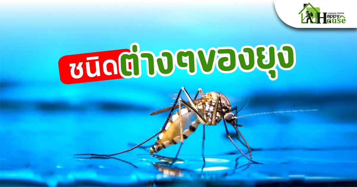 ชนิดต่างๆของยุง