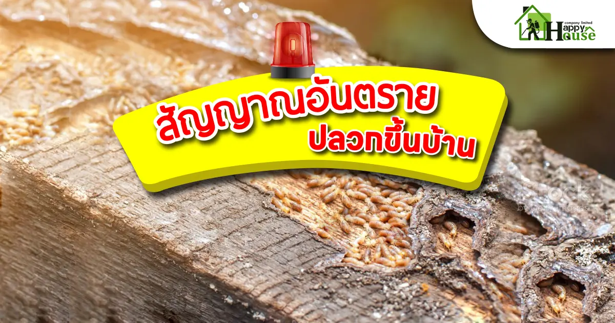 สัญญาณอันตรายปลวกขึ้นบ้าน