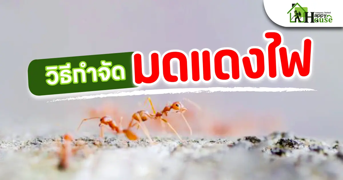 วิธีกำจัดมดแดงไฟ วิธีกำจัดมดแดงไฟ