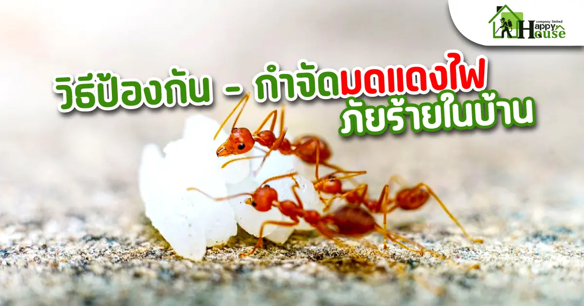 วิธีป้องกัน - กำจัดมดแดงไฟภัยร้ายในบ้าน
