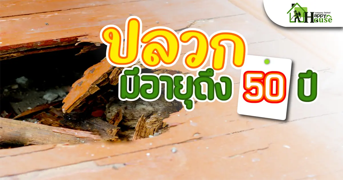 รู้หรือไม่! ปลวกมีอายุถึง 50ปี รู้หรือไม่! ปลวกมีอายุถึง 50ปี
