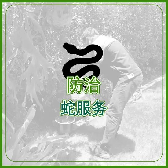防治 蛇服务 