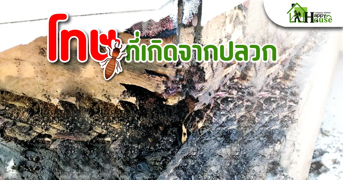 โทษที่เกิดจากปลวก โทษที่เกิดจากปลวก