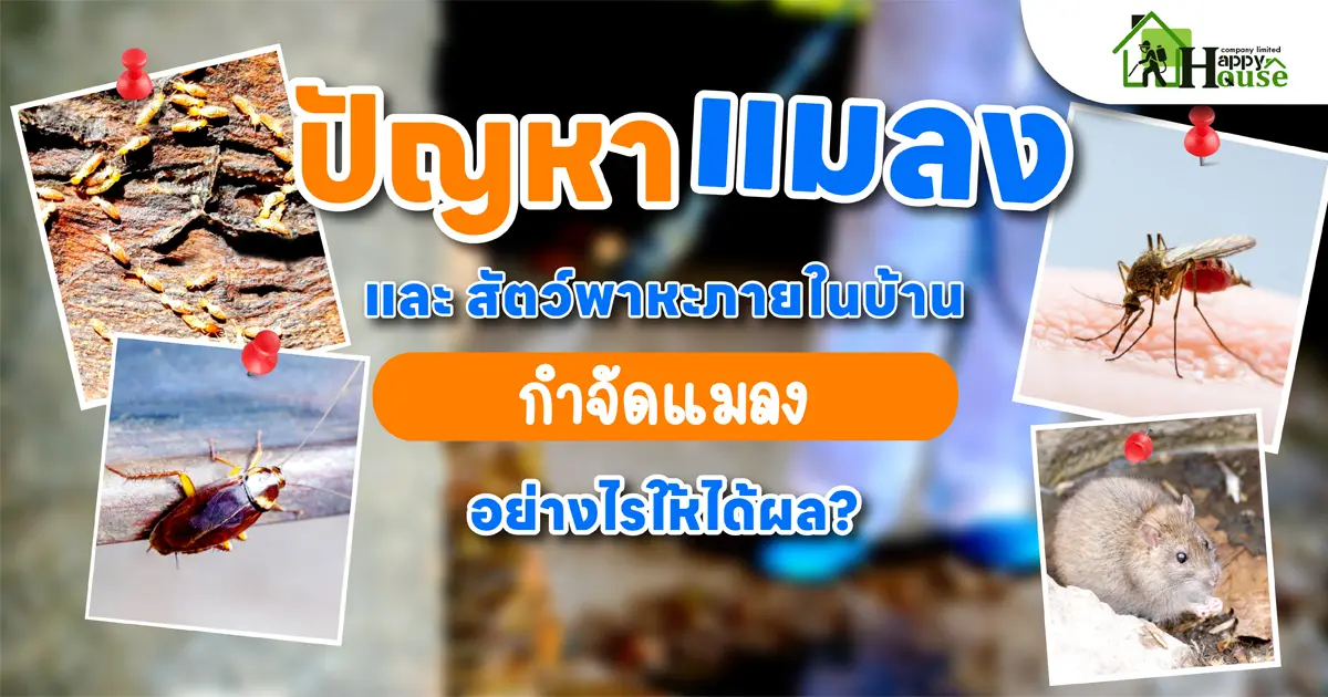 ปัญหาแมลงและสัตว์พาหะภายในบ้าน "กำจัดแมลง" อย่างไรให้ได้ผล? ปัญหาแมลงและสัตว์พาหะภายในบ้าน "กำจัดแมลง" อย่างไรให้ได้ผล?
