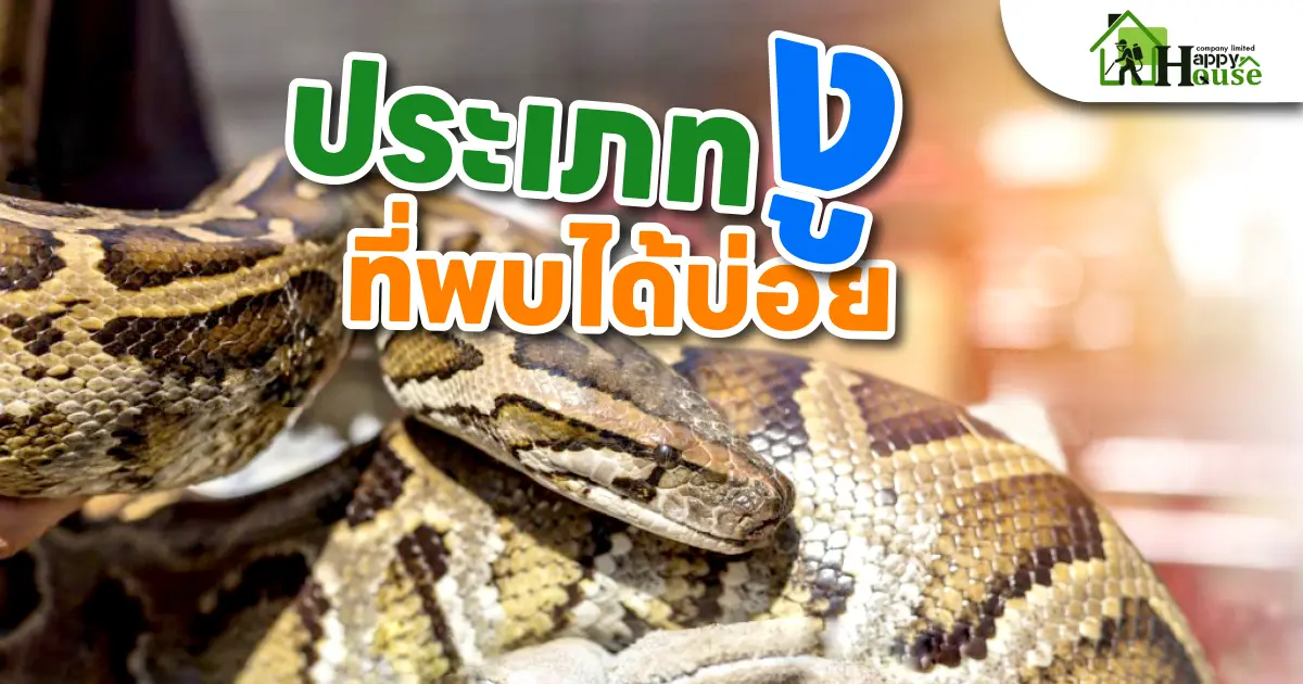 ประเภทงูที่พบได้บ่อย