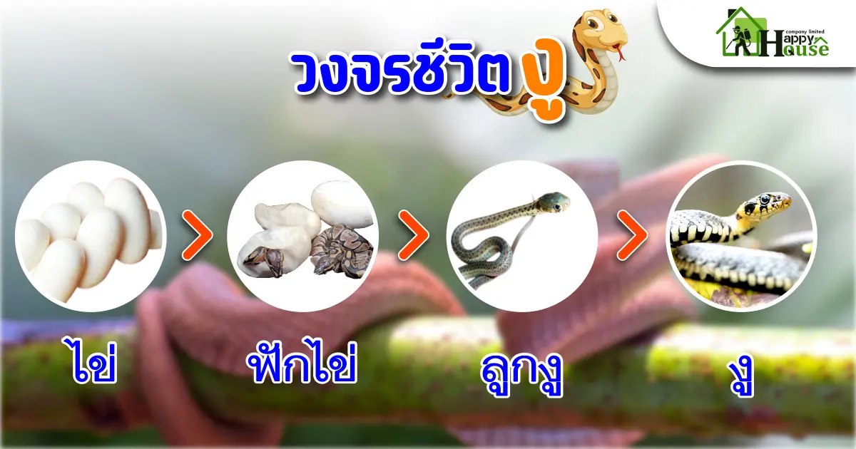 วงจรชีวิตของงู