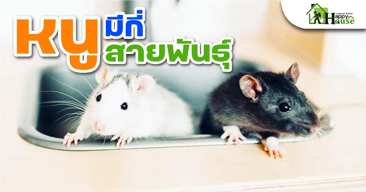 หนูมีกี่สายพันธุ์ หนูมีกี่สายพันธุ์