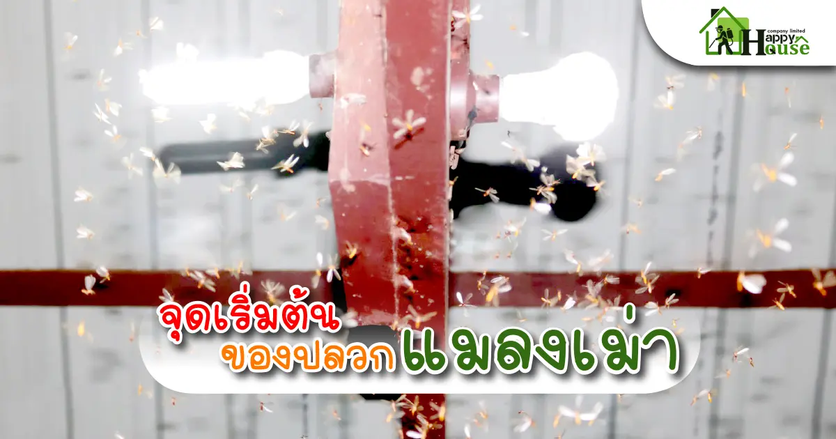 จุดเริ่มต้นของปลวก จากแมลงเม่า จุดเริ่มต้นของปลวก จากแมลงเม่า