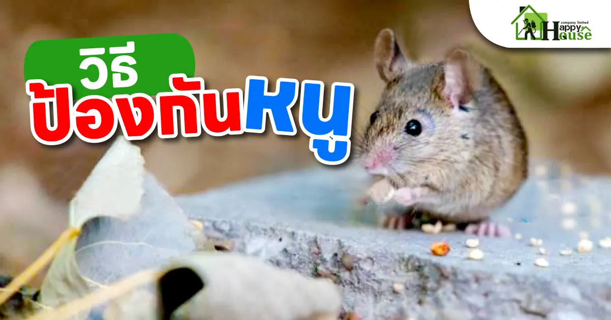 วิธีป้องกันหนู