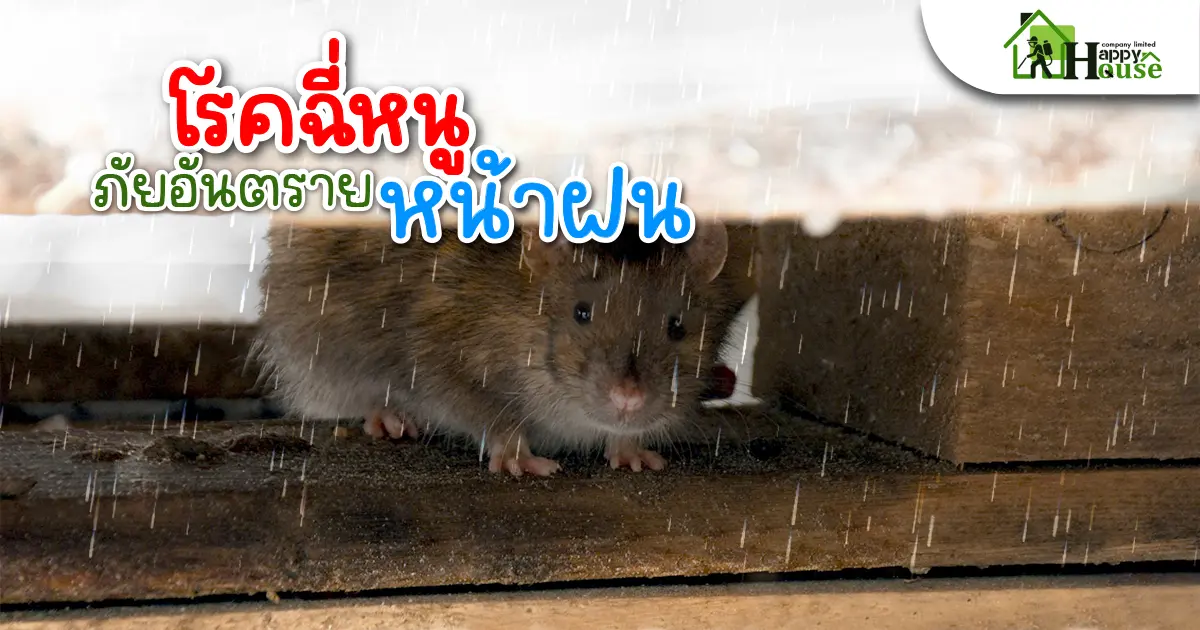 โรคฉี่หนู ภัยอันตรายหน้าฝน
