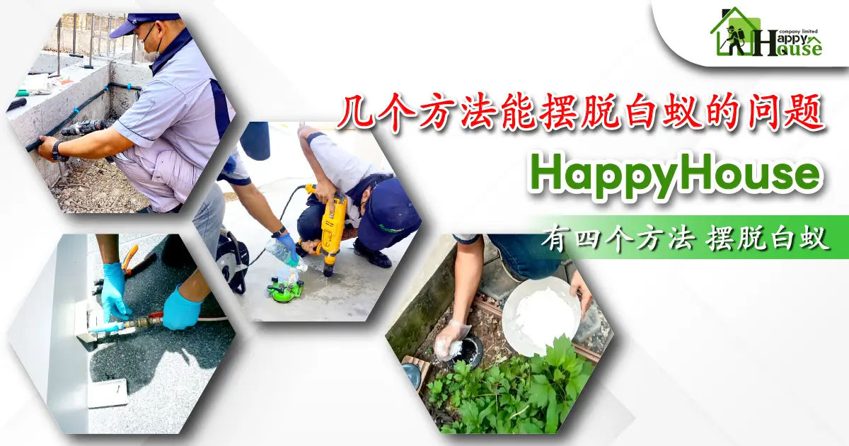 几个方法能摆脱白蚁的问题?