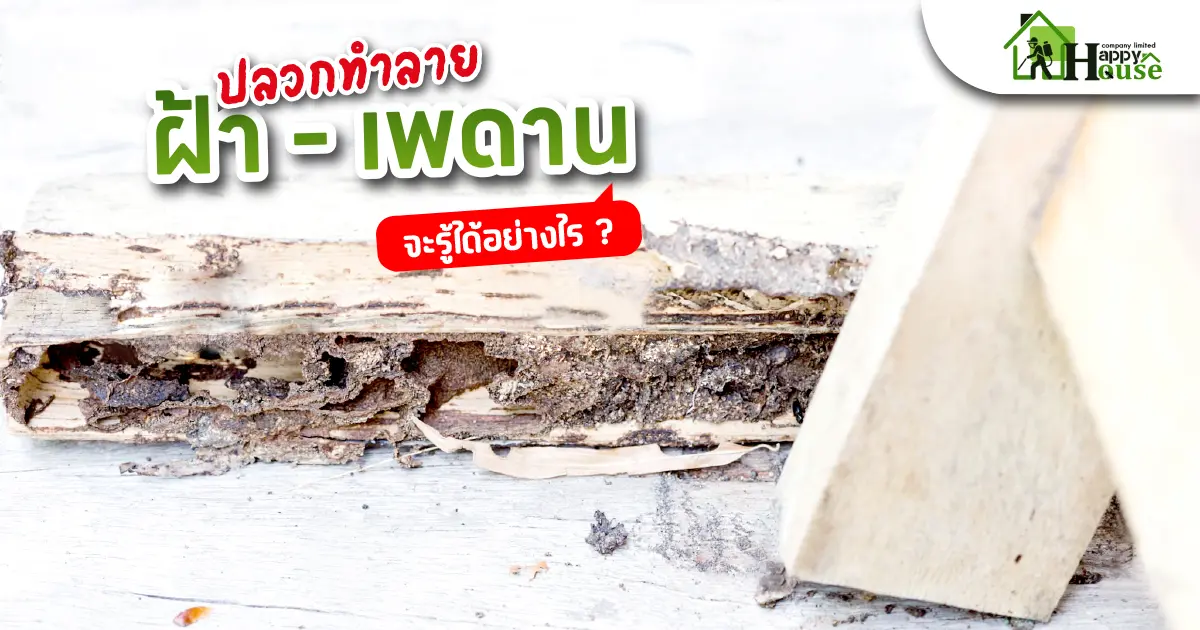 ปลวกทำลาย ฝ้า - เพดาน จะรู้ได้อย่างไร? ปลวกทำลาย ฝ้า - เพดาน จะรู้ได้อย่างไร?