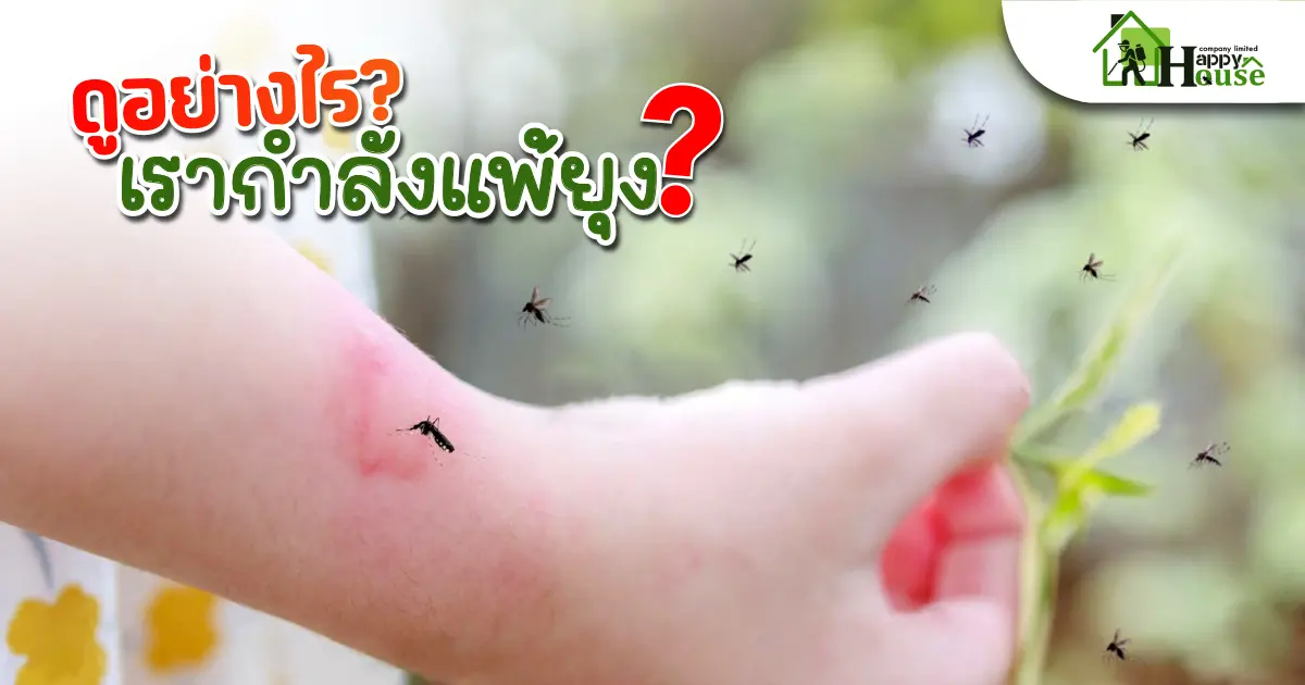 ดูอย่างไรว่าเรากำลังแพ้ยุง ดูอย่างไรว่าเรากำลังแพ้ยุง