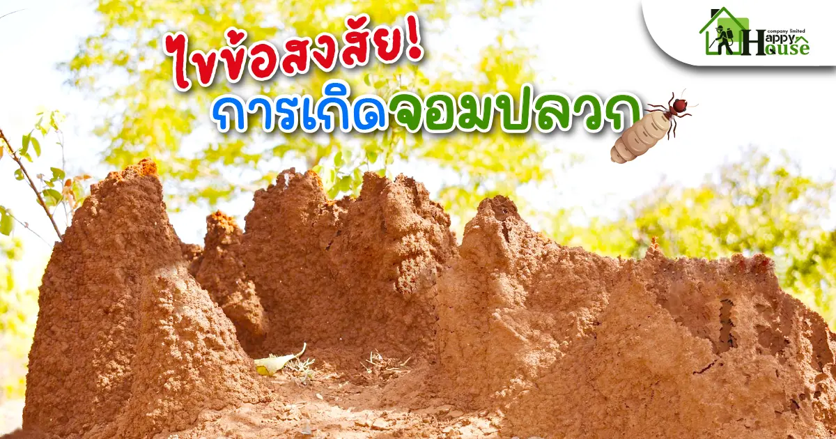 ไขข้อสงสัย การเกิดจอมปลวก ไขข้อสงสัย การเกิดจอมปลวก