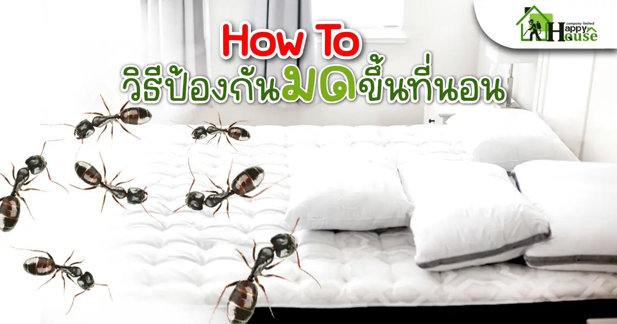 How to วิธีป้องกัน มด ขึ้นที่นอน How to วิธีป้องกัน มด ขึ้นที่นอน