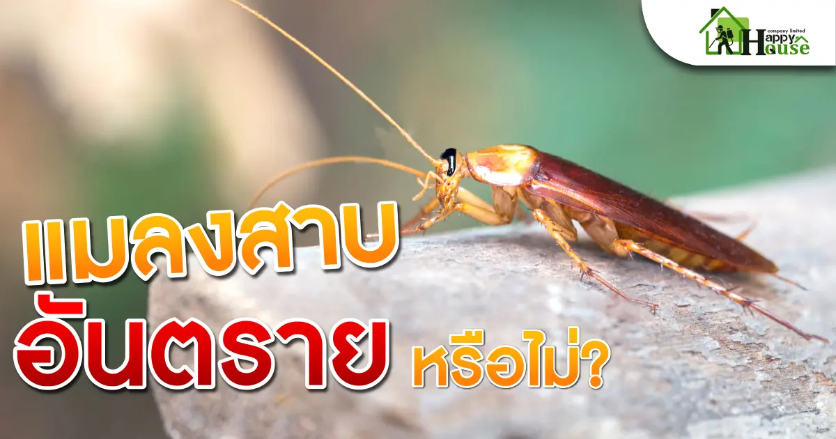 แมลงสาบอันตรายหรือไม่? แมลงสาบอันตรายหรือไม่?