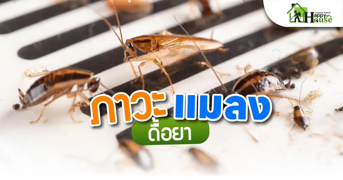 ภาวะแมลงดื้อยา