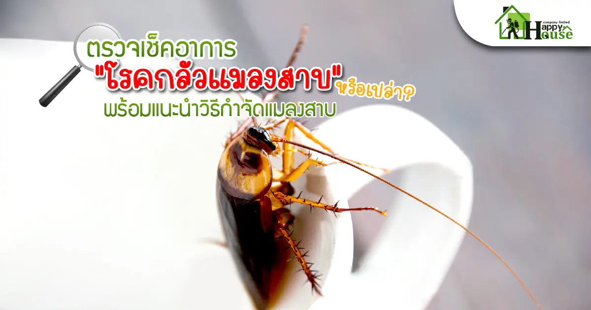 ตรวจเช็คอาการ "โรคกลัวแมลงสาบ" หรือเปล่า? พร้อมแนะนำวิธีกำจัดแมลงสาบ ตรวจเช็คอาการ "โรคกลัวแมลงสาบ" หรือเปล่า? พร้อมแนะนำวิธีกำจัดแมลงสาบ