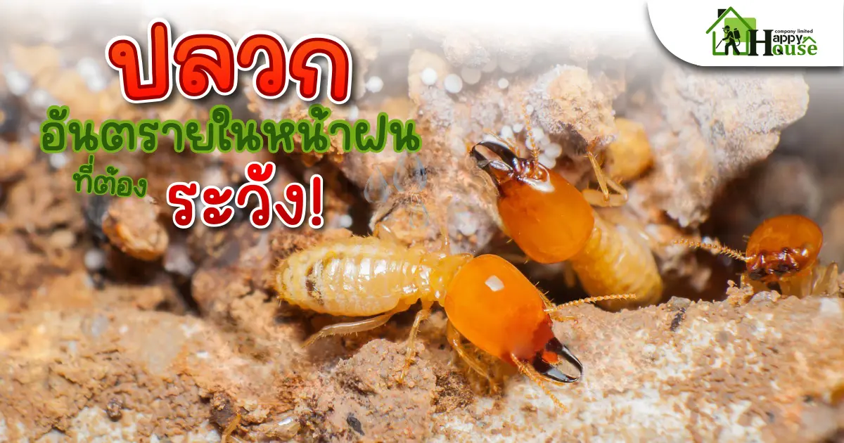 ปลวก อันตรายในหน้าฝนที่ต้องระวัง! ปลวก อันตรายในหน้าฝนที่ต้องระวัง!