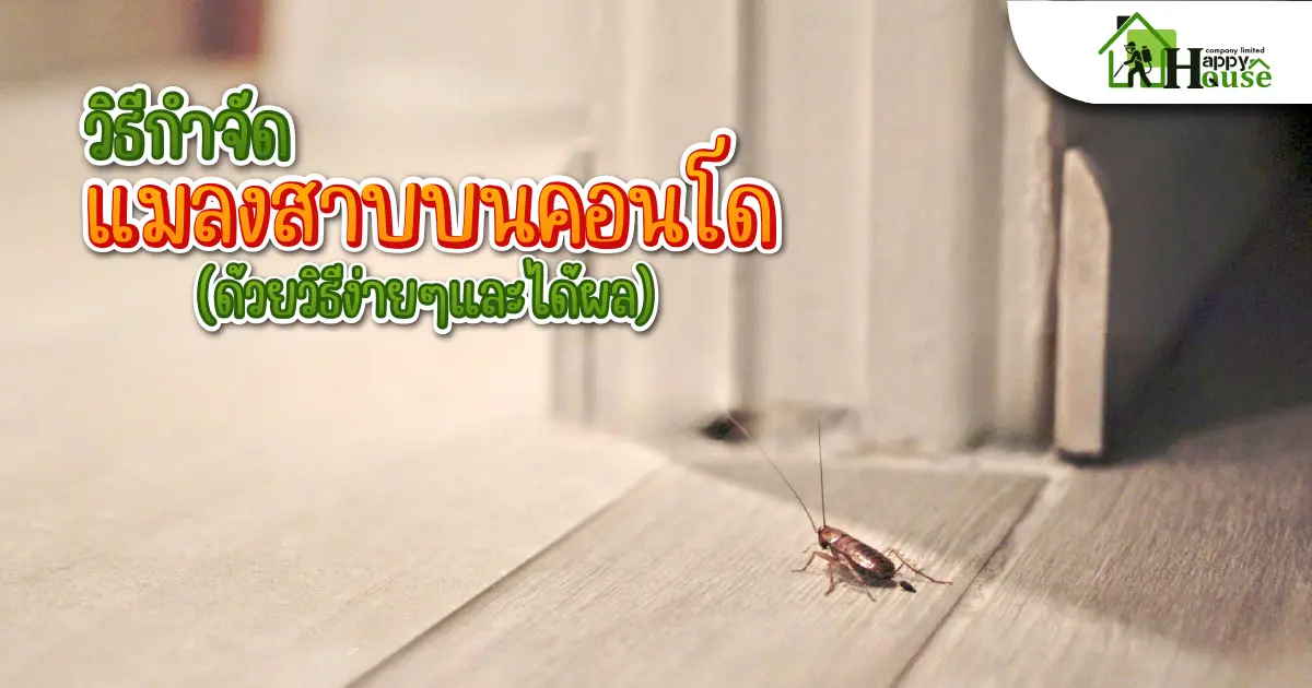 วิธีกำจัดแมลงสาบบนคอนโด(ด้วยวิธีง่ายๆและได้ผล)