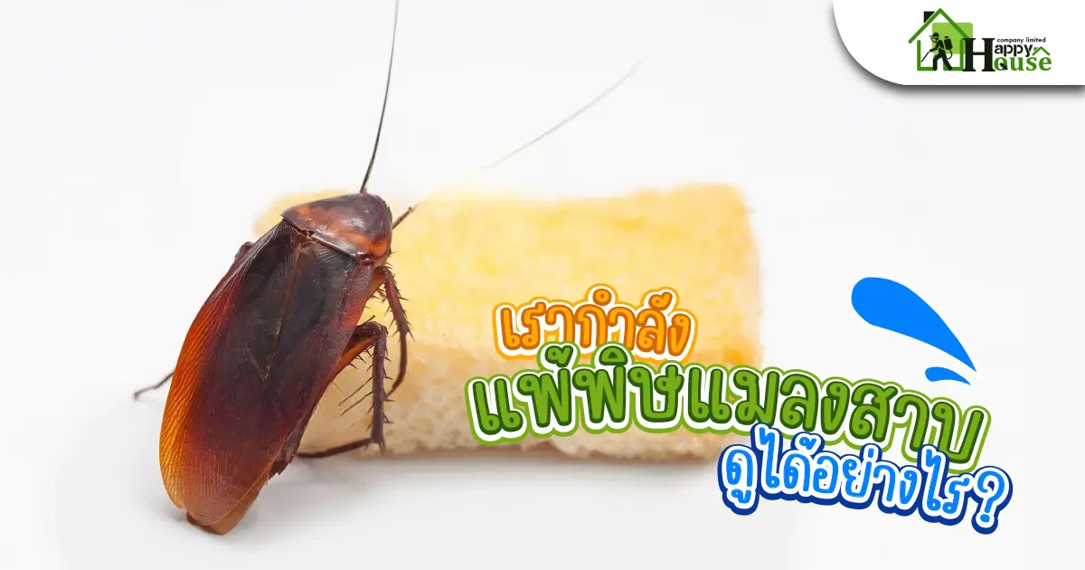 เรากำลังเเพ้พิษเเมลงสาบดูได้อย่างไร ?