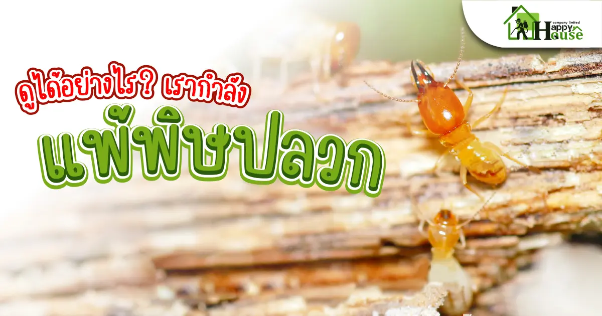 ดูได้อย่างไร? เรากำลังเเพ้พิษปลวก