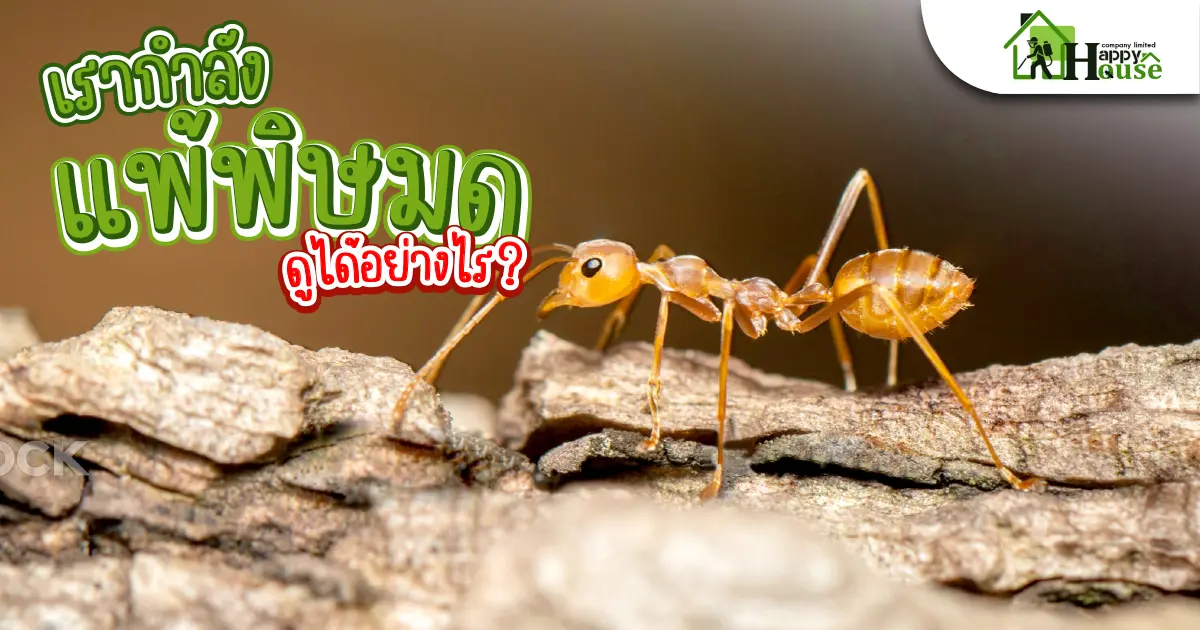 เรากำลังเเพ้พิษมด ดูได้อย่างไร? เรากำลังเเพ้พิษมด ดูได้อย่างไร?