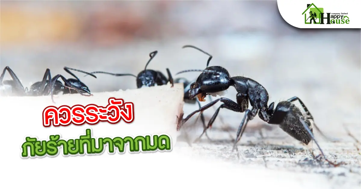 ควรระวังภัยร้ายที่มากจากมด ควรระวังภัยร้ายที่มากจากมด