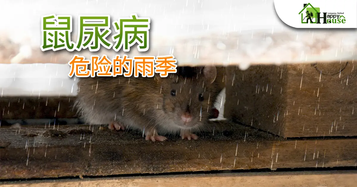 鼠尿病 危险的雨季