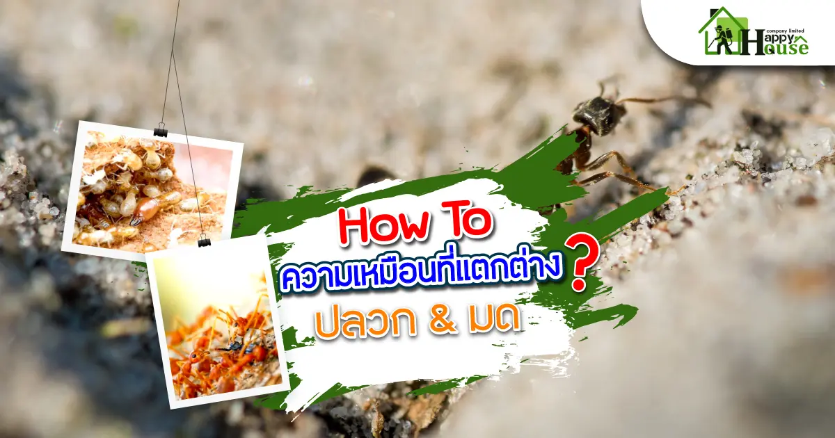 How To ความเหมือนที่แตกต่างระหว่าง ปลวก & มด How To ความเหมือนที่แตกต่างระหว่าง ปลวก & มด