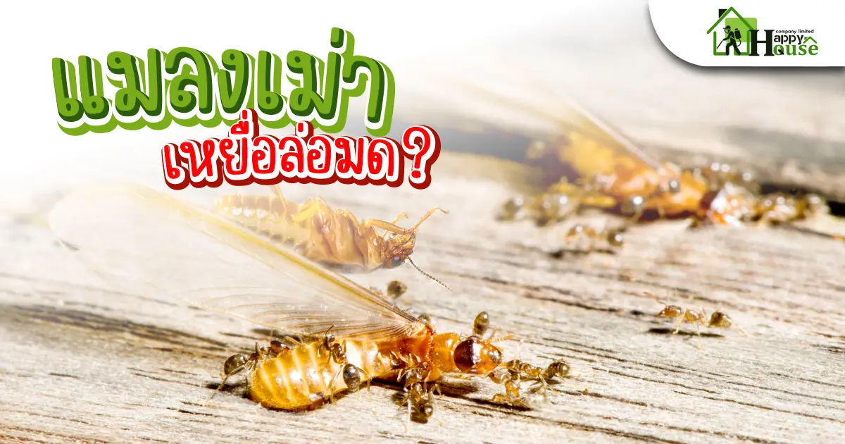 เเมลงเม่าเหยื่อล่อมด?