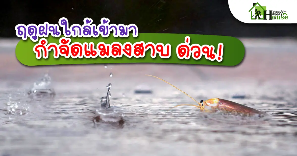 ฤดูฝนใกล้เข้ามากำจัดเเมลงสาบ ด่วน! ฤดูฝนใกล้เข้ามากำจัดเเมลงสาบ ด่วน!