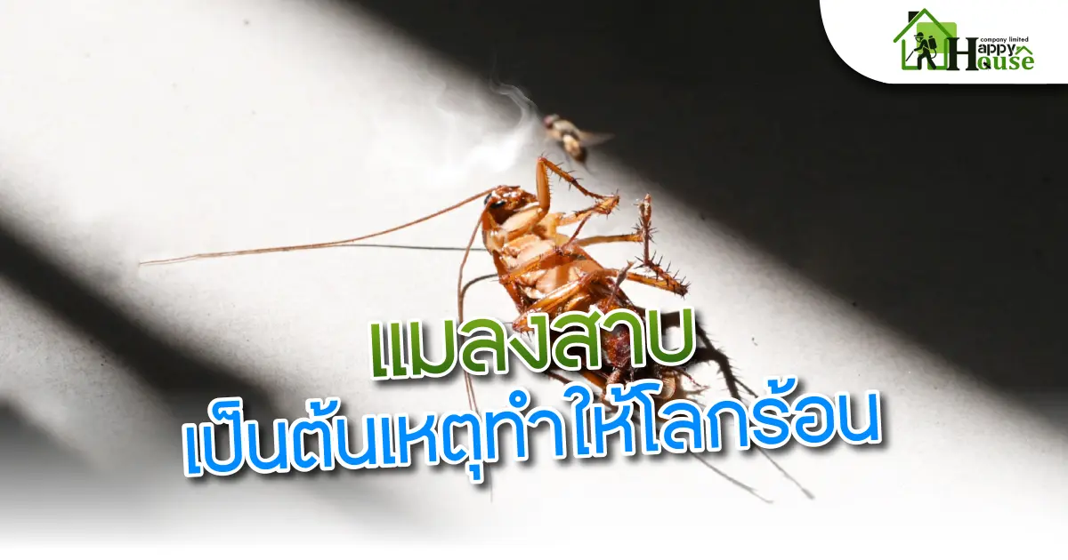 เเมลงสาบเป็นต้นเหตุทำให้โลกร้อน เเมลงสาบเป็นต้นเหตุทำให้โลกร้อน
