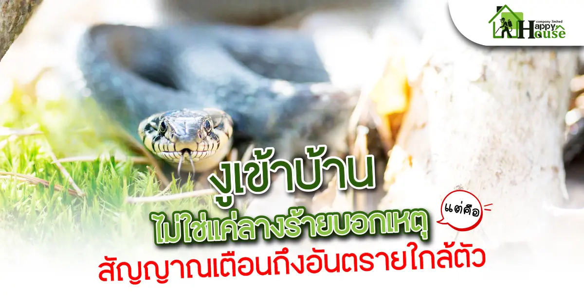 งูเข้าบ้านไม่ใช่เเค่รางร้ายบอกเหตุ เเต่คือสัญญาณเตือนอันตรายใกล้ตัว งูเข้าบ้านไม่ใช่เเค่รางร้ายบอกเหตุ เเต่คือสัญญาณเตือนอันตรายใกล้ตัว