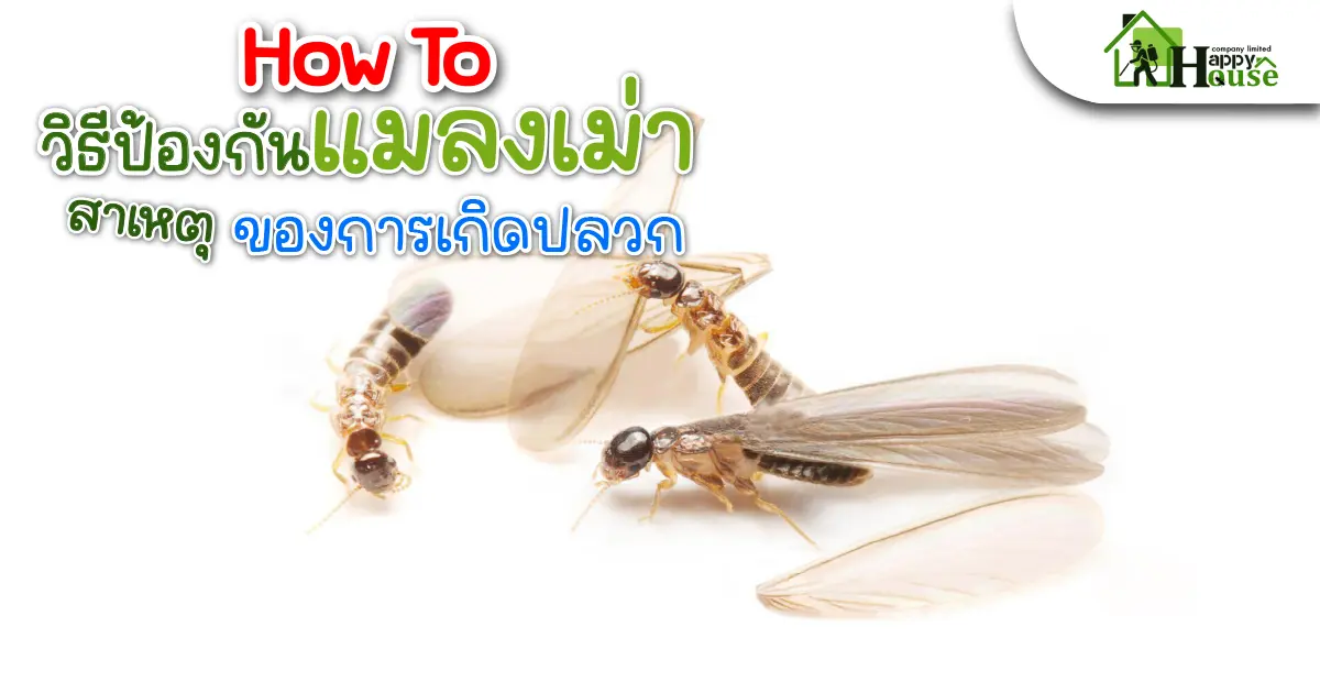How to วิธีป้องกันเเมลงเม่า สาเหตุของการเกิดปลวก How to วิธีป้องกันเเมลงเม่า สาเหตุของการเกิดปลวก